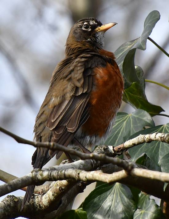american robin grooming burnaby bc