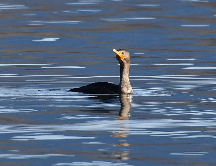 double-crested cormorant brae island regional park ft. langley bc