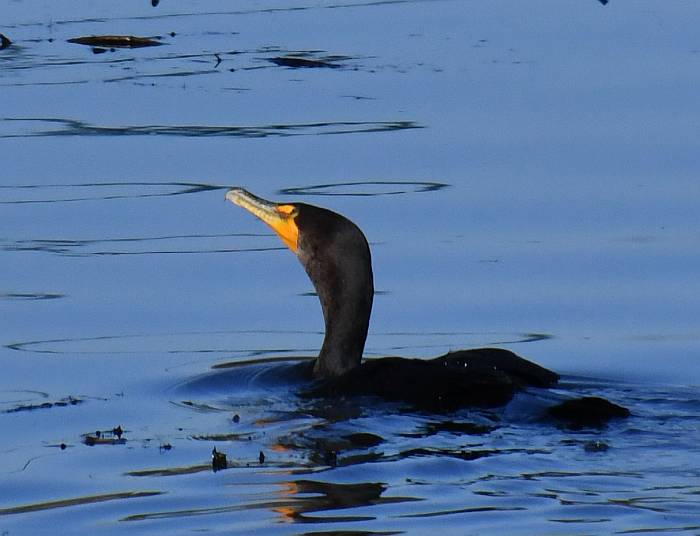 double-crested cormorant byrne creek burnaby bc
