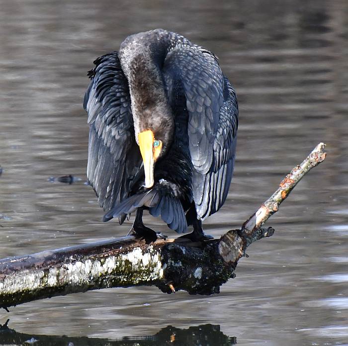double-crested cormorant preening fraser foreshore burnaby bc