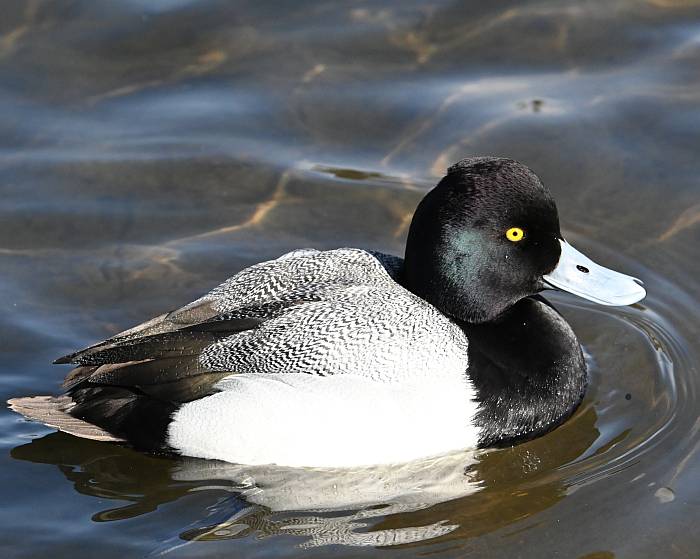 greater scaup burnaby lake bc