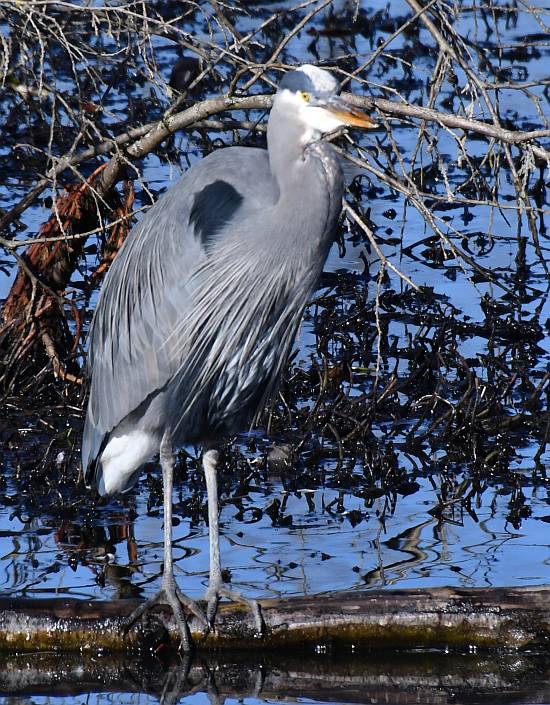 great blue heron byrne creek burnaby bc