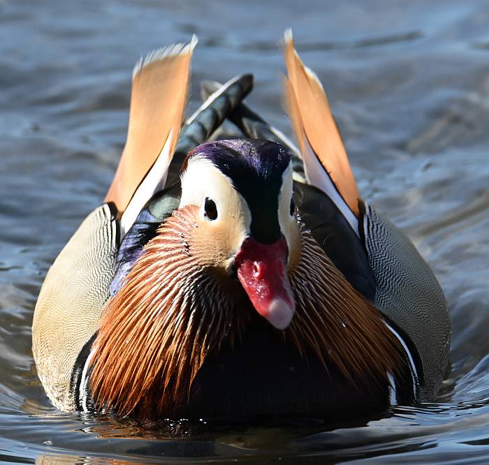 mandarin duck burnaby lake bc