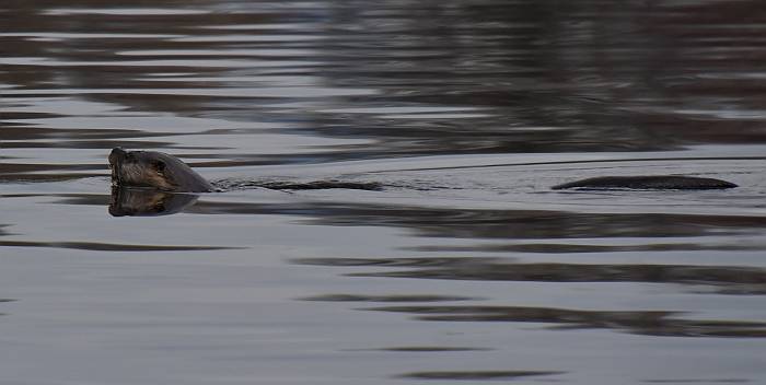 river otter deer lake burnaby bc