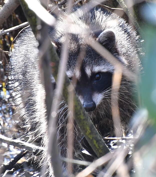raccoon byrne creek burnaby bc