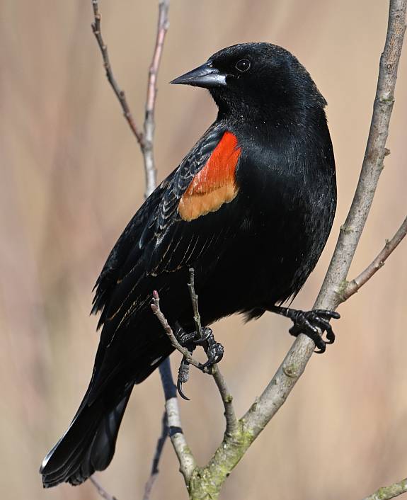 red-winged blackbird burnaby lake bc