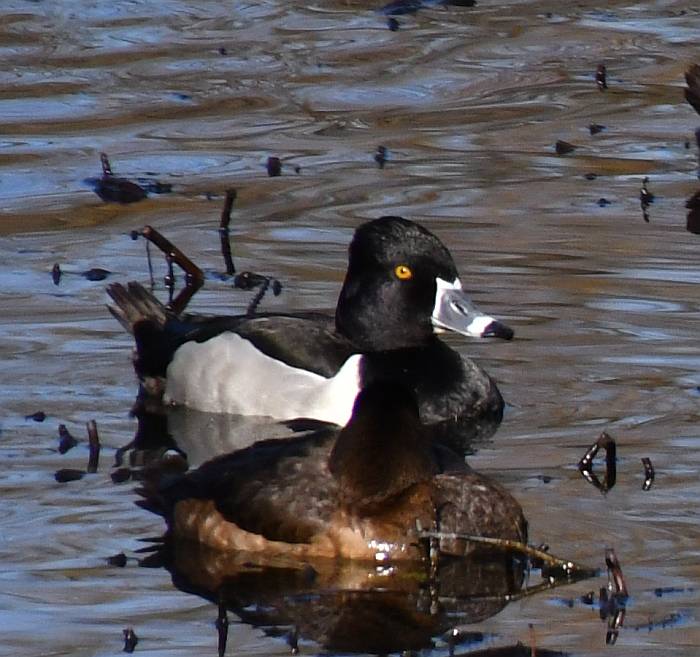 ring-necked duck byrne creek burnaby bc