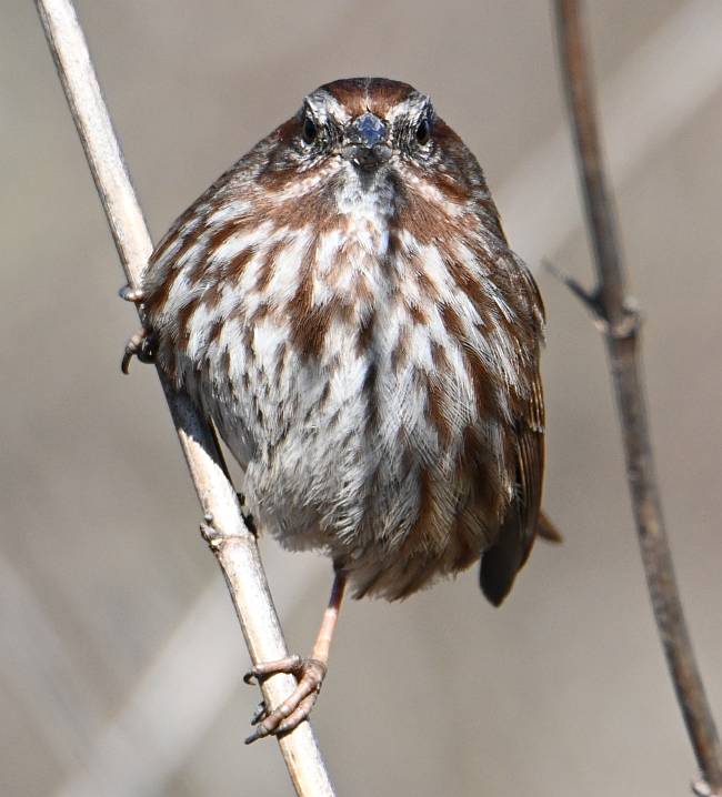 sparrow burnaby lake bc