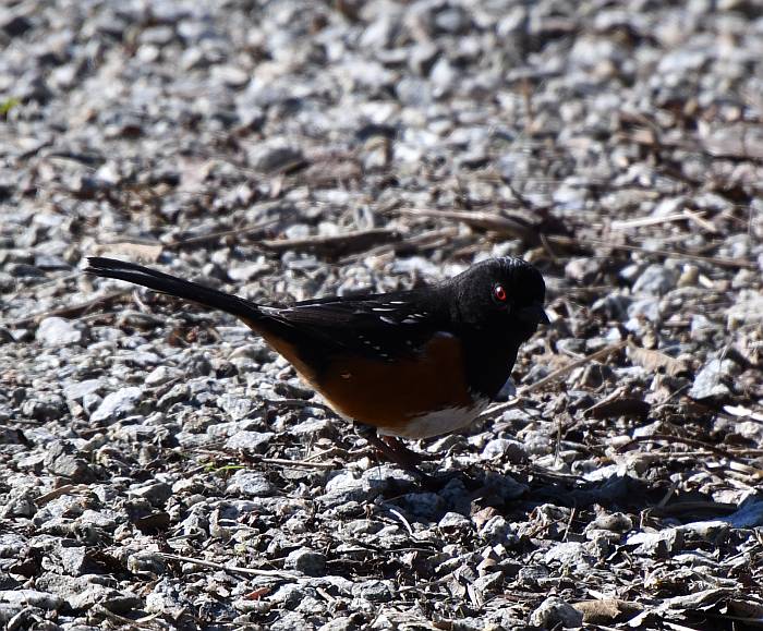 spotted towhee sliverdale creek wetlands mission bc