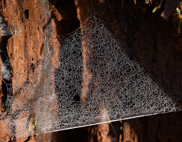 spider webs brae island regional park ft. langley bc