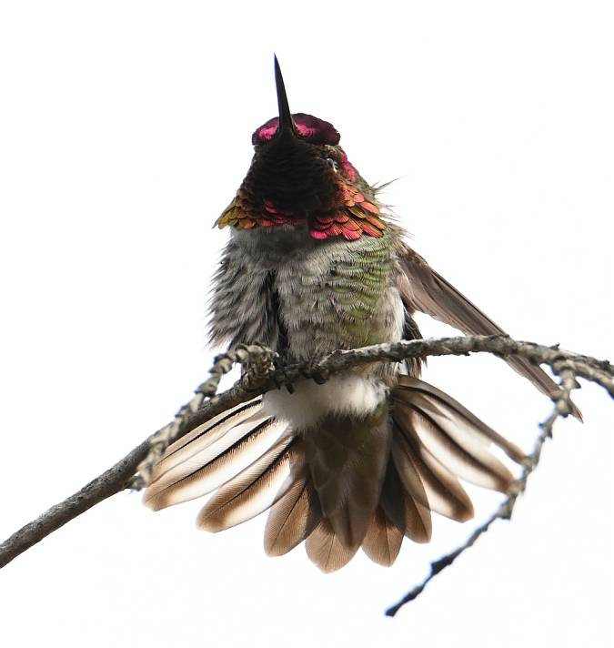 anna's hummingbird foreshore park burnaby bc