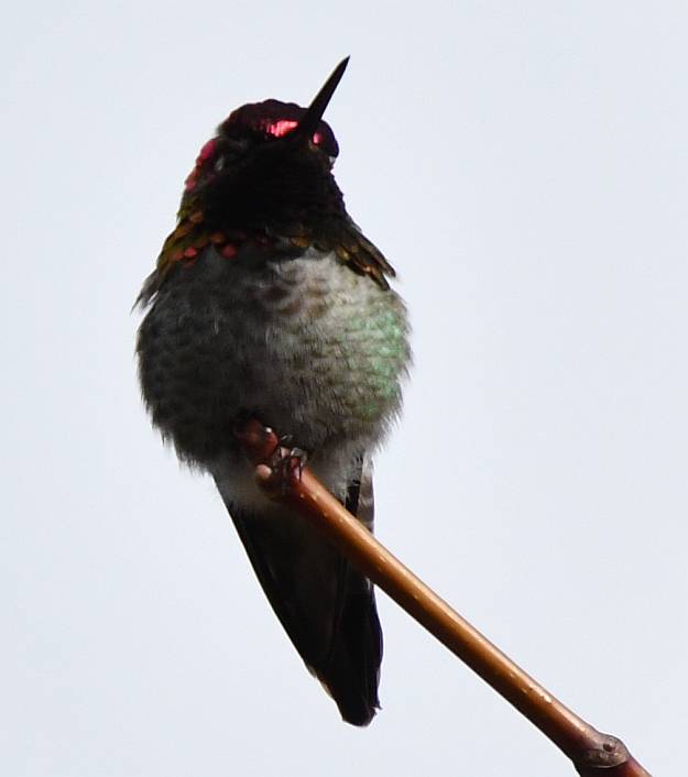 anna's hummingbird taylor park burnaby bc