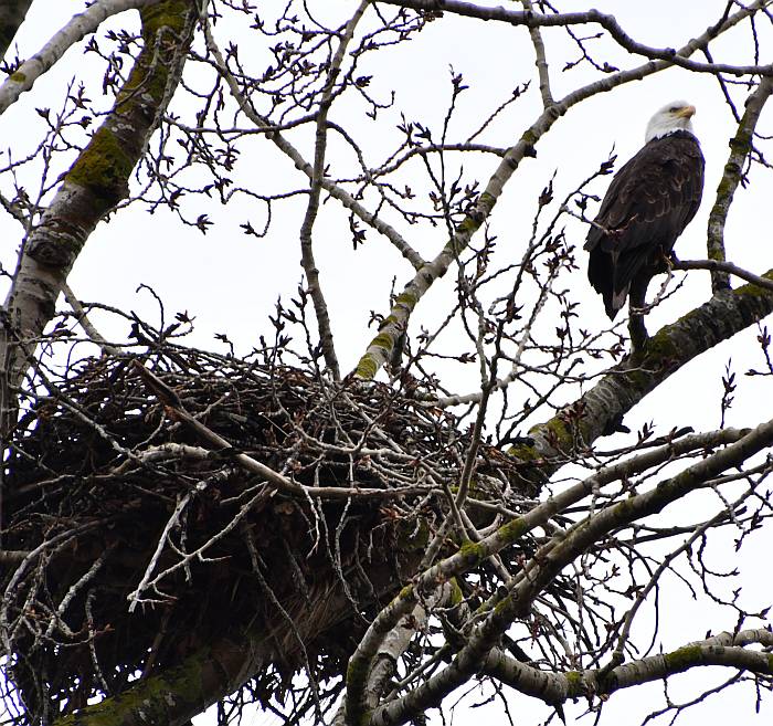bald eagle near nest fraser foreshore burnaby bc