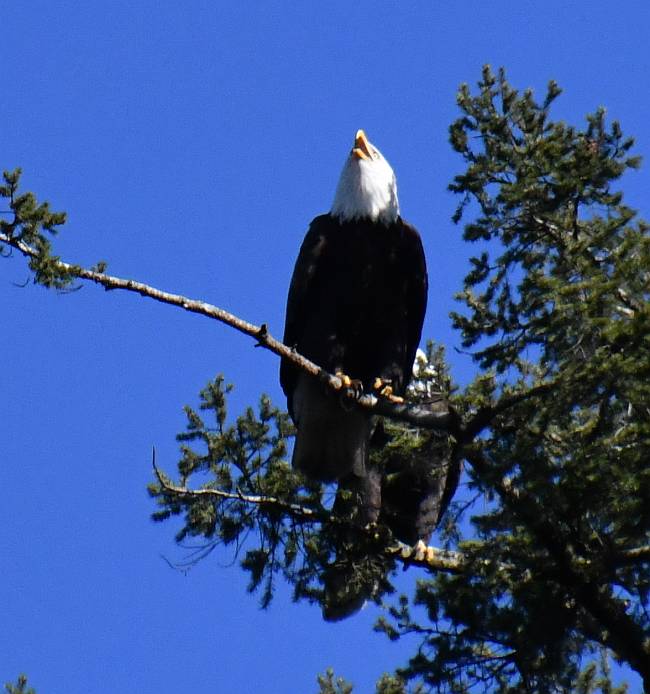 bald eagles central park burnaby bc