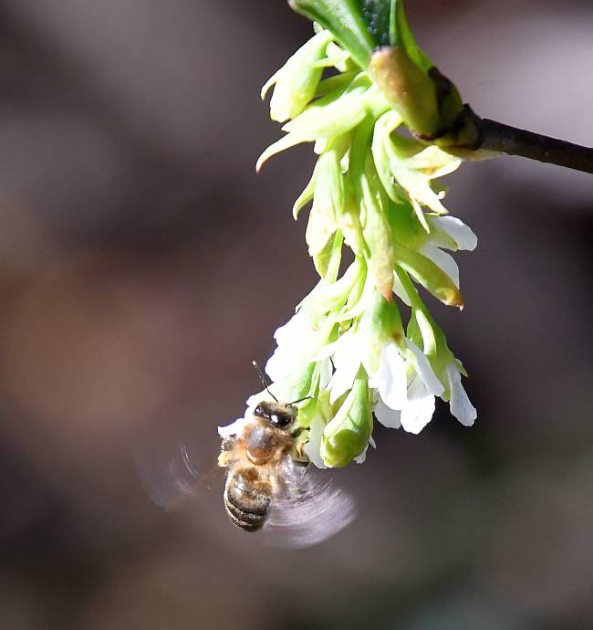 bees on flowers byrne creek burnaby bc