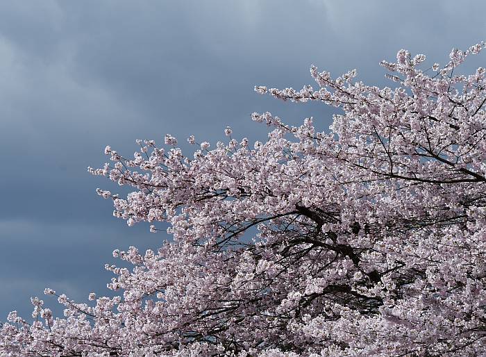 cherry blossoms burnaby bc