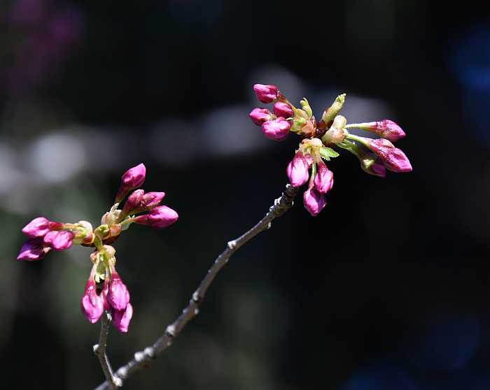 blossoms byrne creek burnaby bc