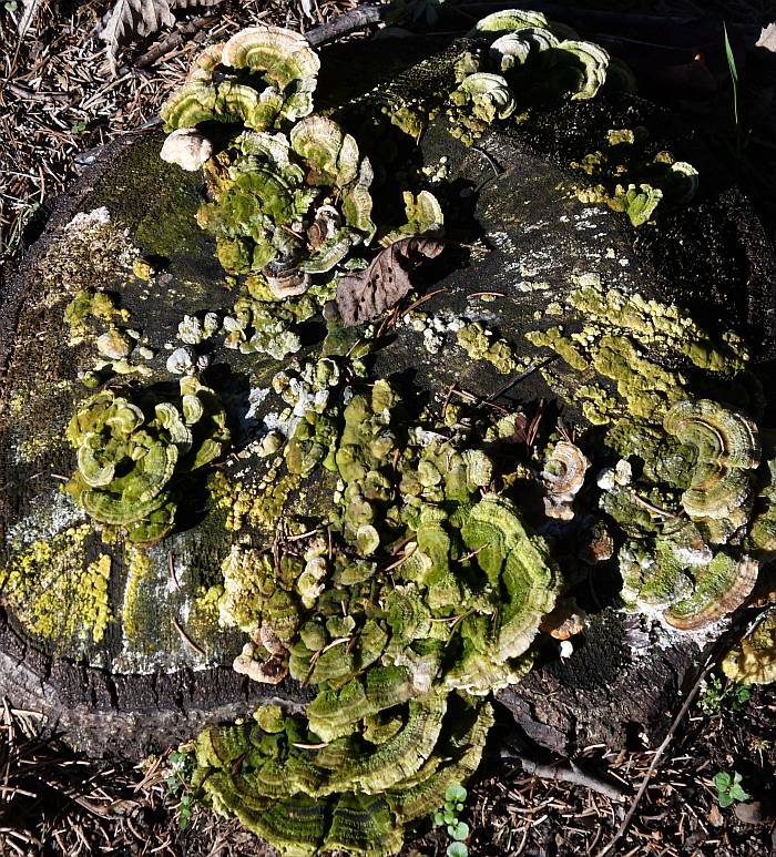 fungus burnaby bc