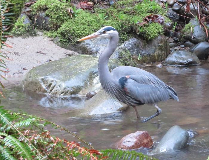 great blue heron fishing byrne creek burnaby bc