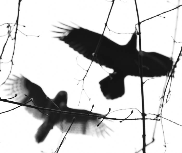 hawk chases raven byrne creek burnaby bc