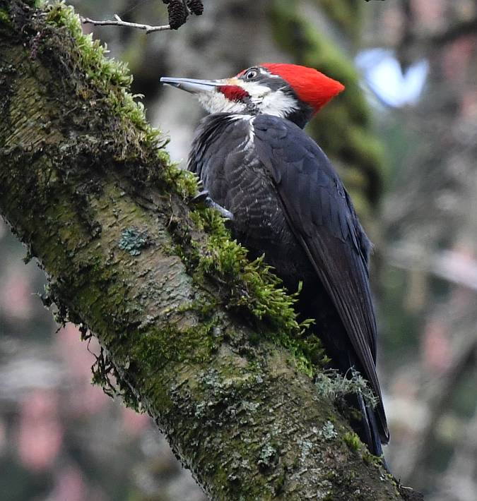 pileated woodpecker byrne creek burnaby bc