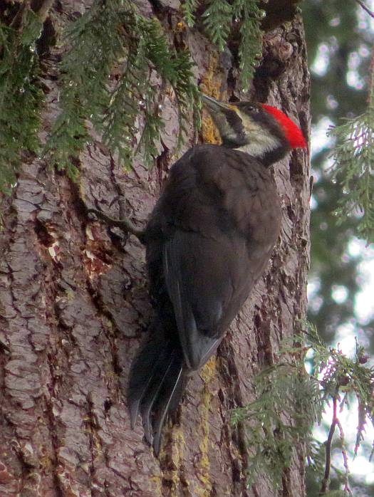 pileated woodpecker byrne creek ravine park burnaby bc