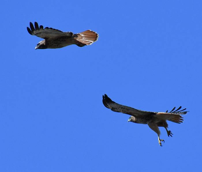red-tailed hawk pas de deux byrne creek burnaby bc