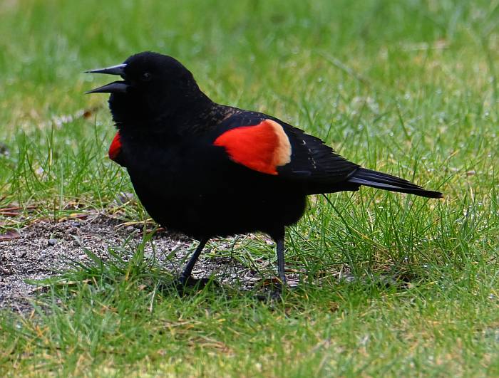 red-winged blackbird iona beach yvr