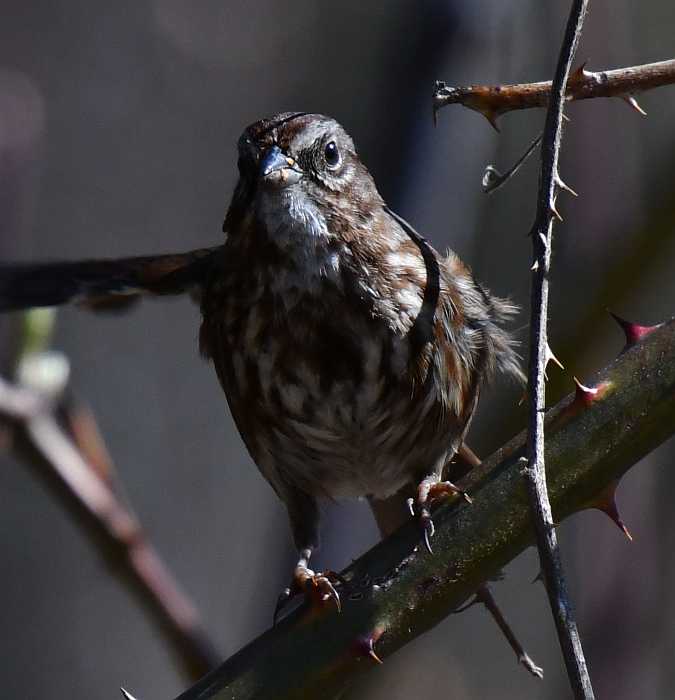 song sparrow byrne creek burnaby bc