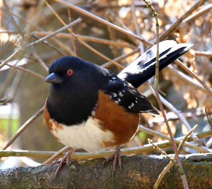 spotted towhee central park burnaby bc