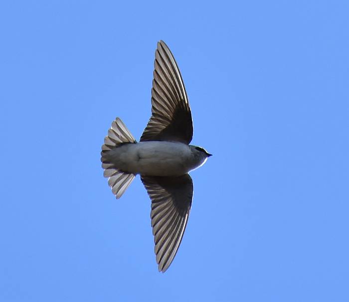 swallows deer lake burnaby bc