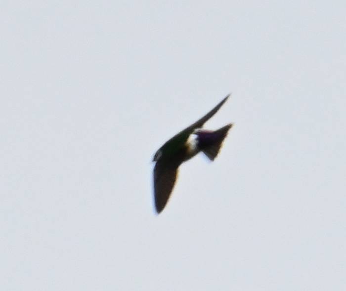violet-green swallow deer lake burnaby bc