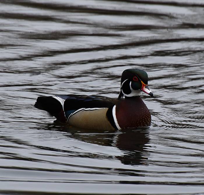 wood duck fraser foreshore park burnaby bc