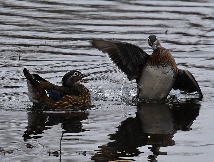 female wood ducks fighting fraser foreshore burnaby bc