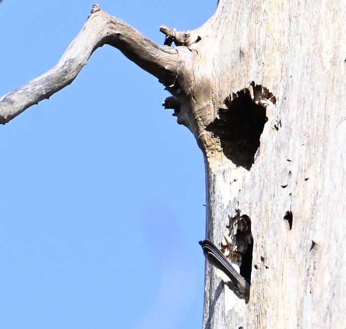 black-capped chickadee nesting fraser foreshore burnaby bc