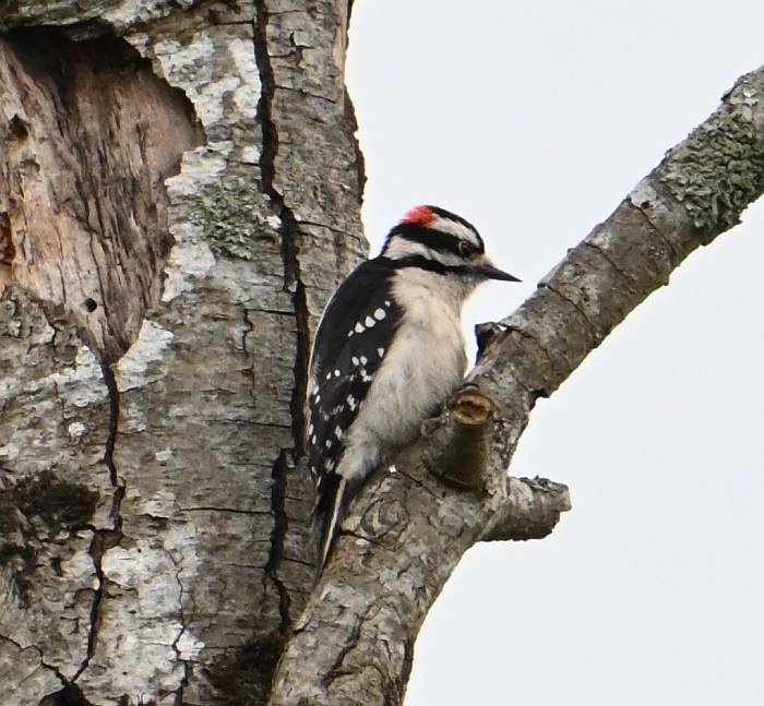 downy woodpecker fraser foreshore park burnaby bc