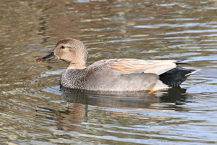 gadwall fraser foreshore burnaby bc
