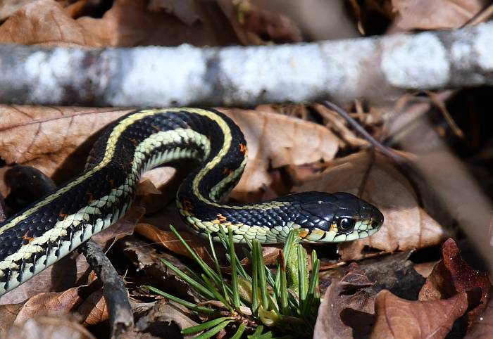 garter snake campbell valley regional park langley bc