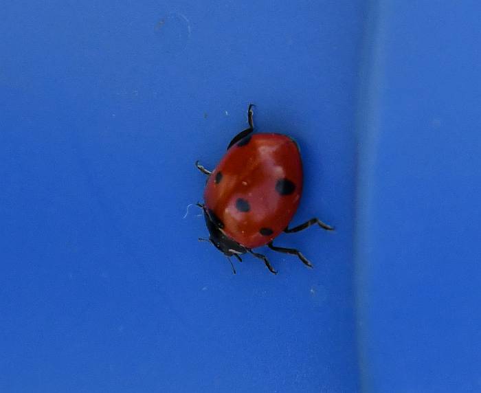 lady beetle burnaby bc