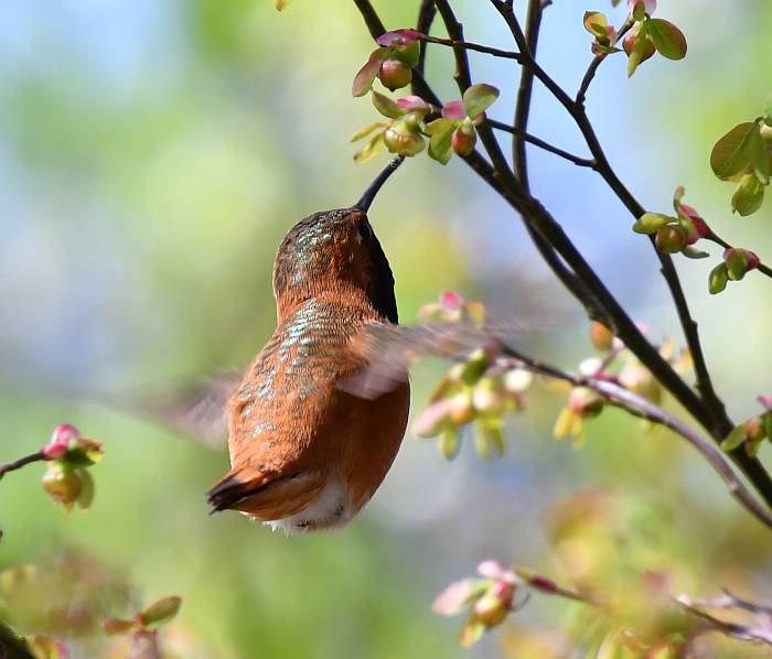 rufous hummingbird campbell valley regional park 
