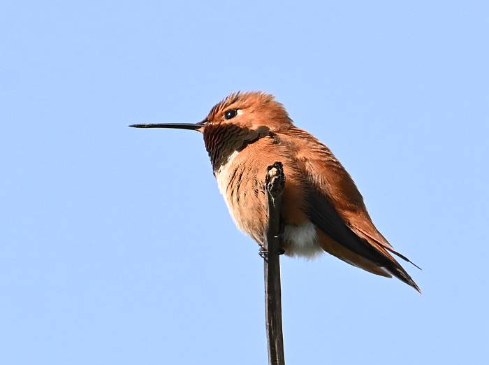 rufous hummingbird fraser foreshore park burnaby bc