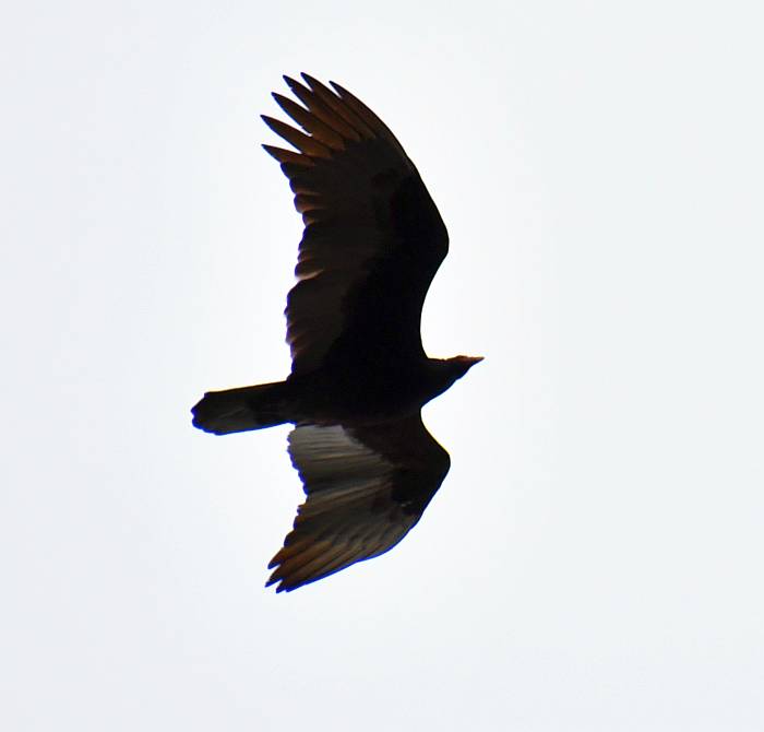 turkey vulture burnaby bc