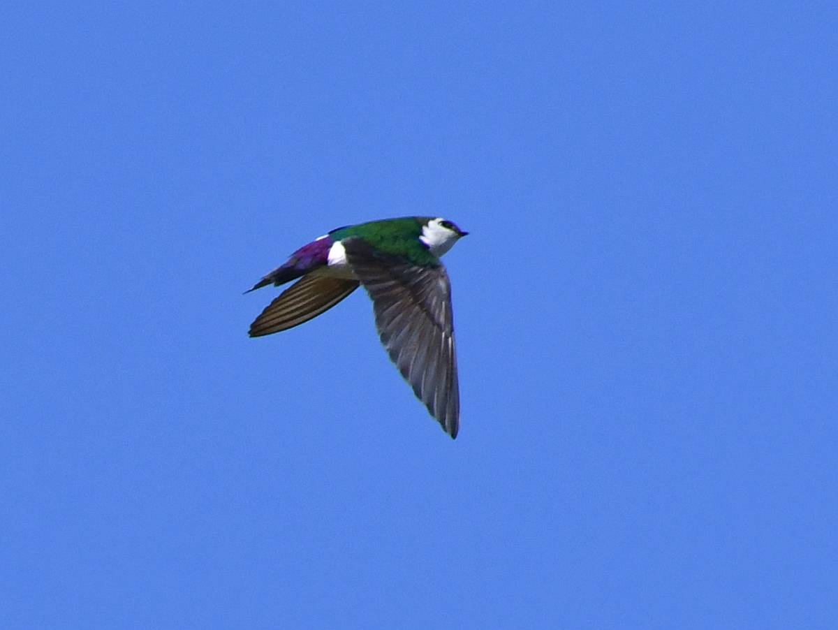 violet-green swallow byrne creek burnaby bc