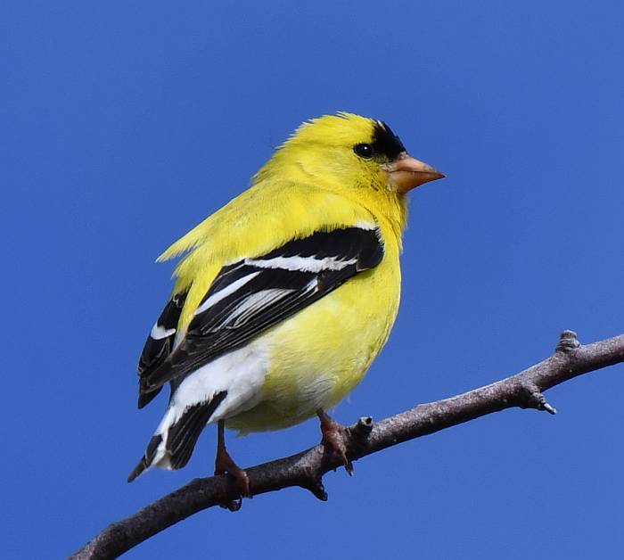 american goldfinch steveston bc