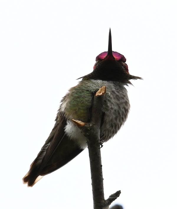 anna's hummingbird fraser foreshore burnaby bc
