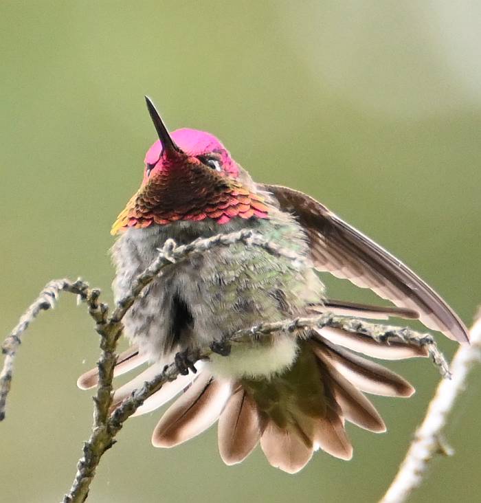 anna's hummingbird fraser foreshore park burnaby bc