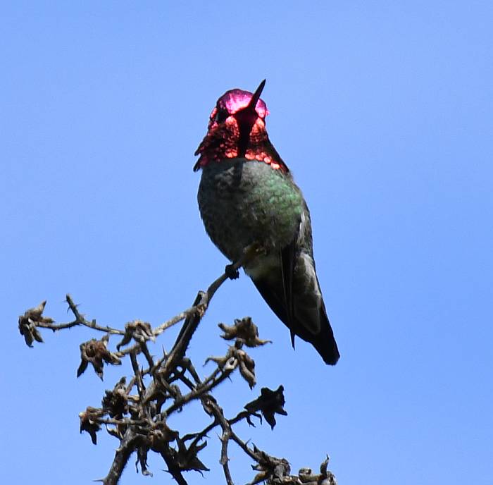 anna's hummingbird steveston bc