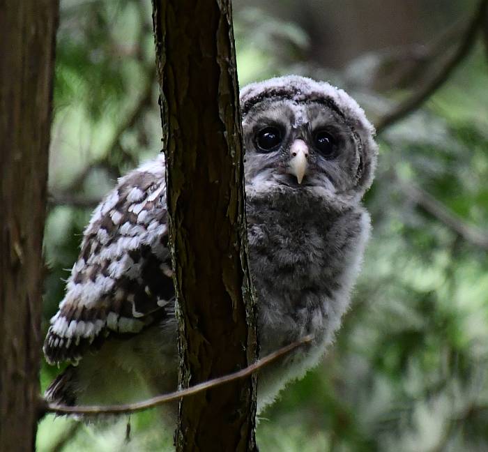 barred owl juvenile byrne creek burnaby bc