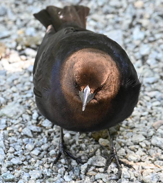 brown-headed cowbird burnaby lake burnaby bc
