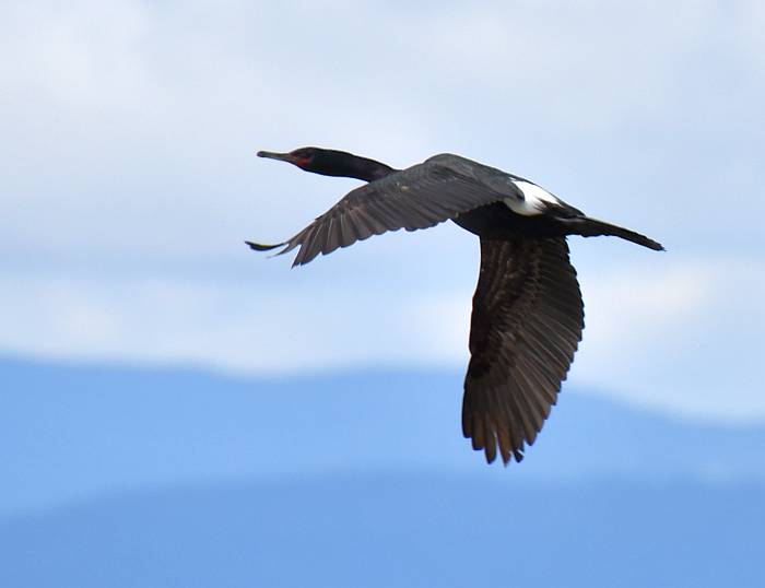 pelagic cormorant steveston bc